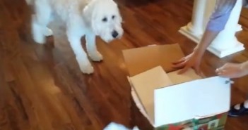 Куче добива поклон за роденден